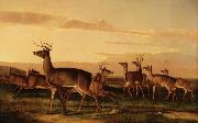 John James Audubon Startled Deer A Prairie Scene oil painting reproduction